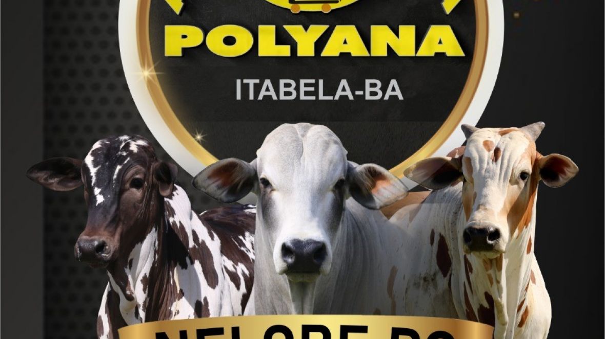 3º Leilão Virtual Agropecuária Polyana ofertará 90 exemplares de Nelore PO 