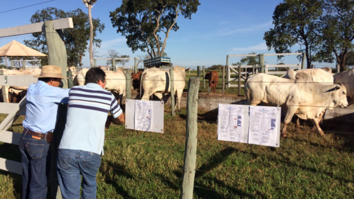 Pró-Genética oferece 48 touros em Carneirinho (MG)