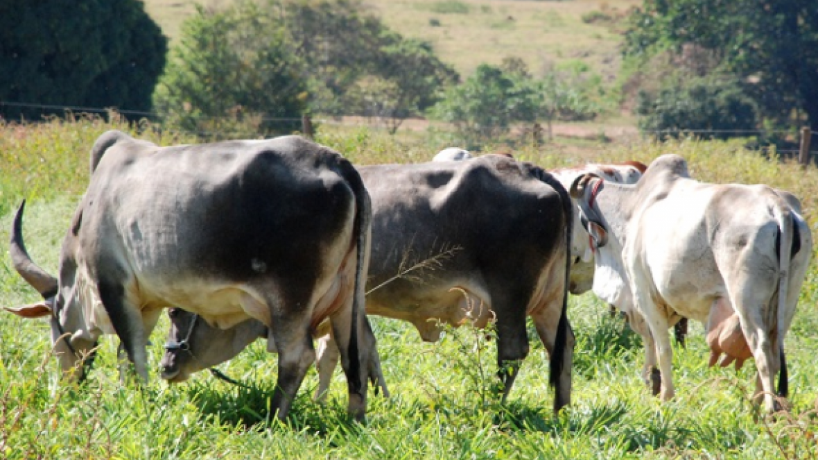 ExpoGenética e ExpoZebu terão Concurso Leiteiro Natural