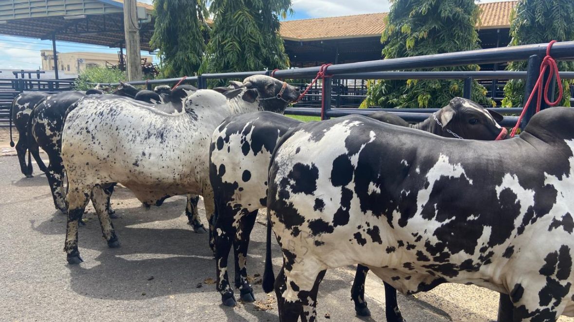 89ª ExpoZebu: prazo para admissão de animais se encerra na quarta-feira (24)