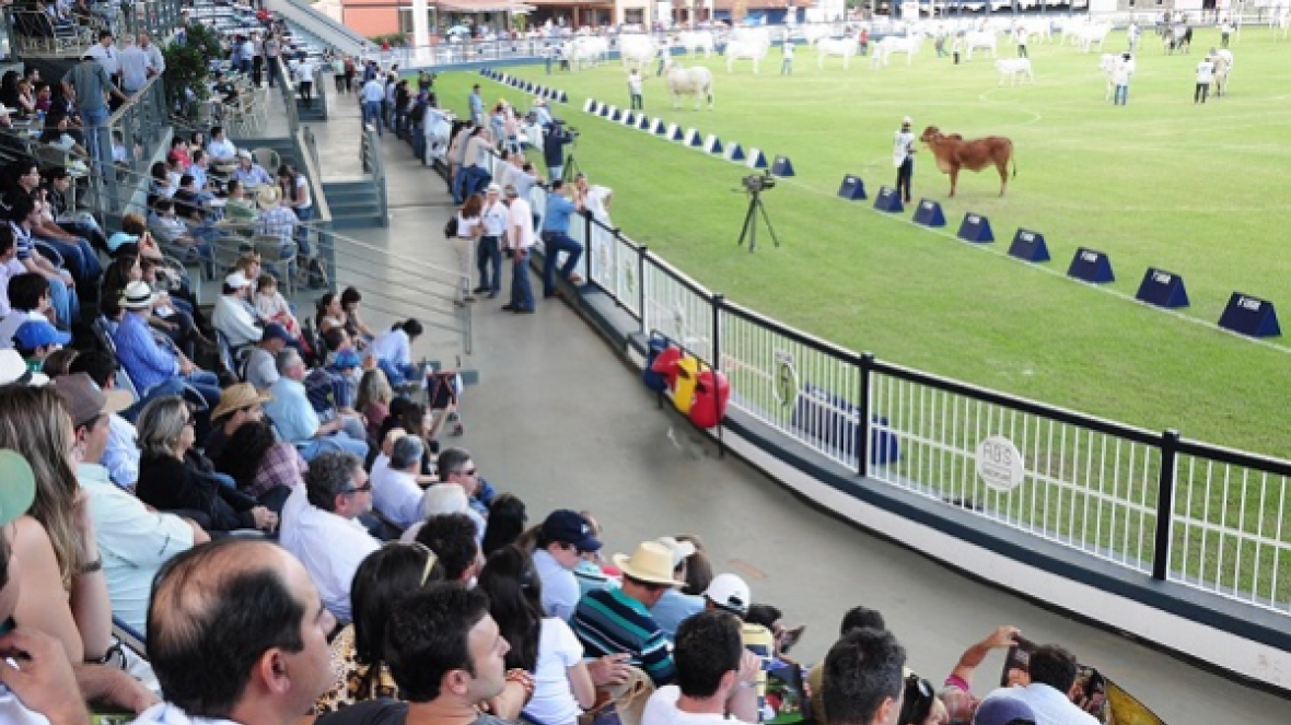Categoria baby passa a ser novidade para algumas raças na 81ª ExpoZebu