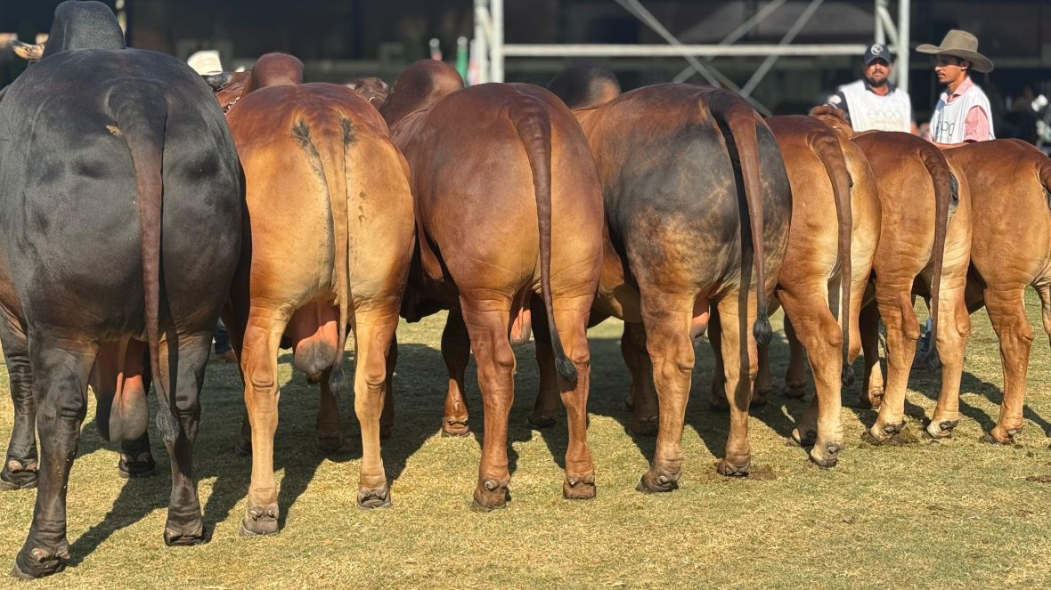 Sindi impõe qualidade na Expo Rio Preto