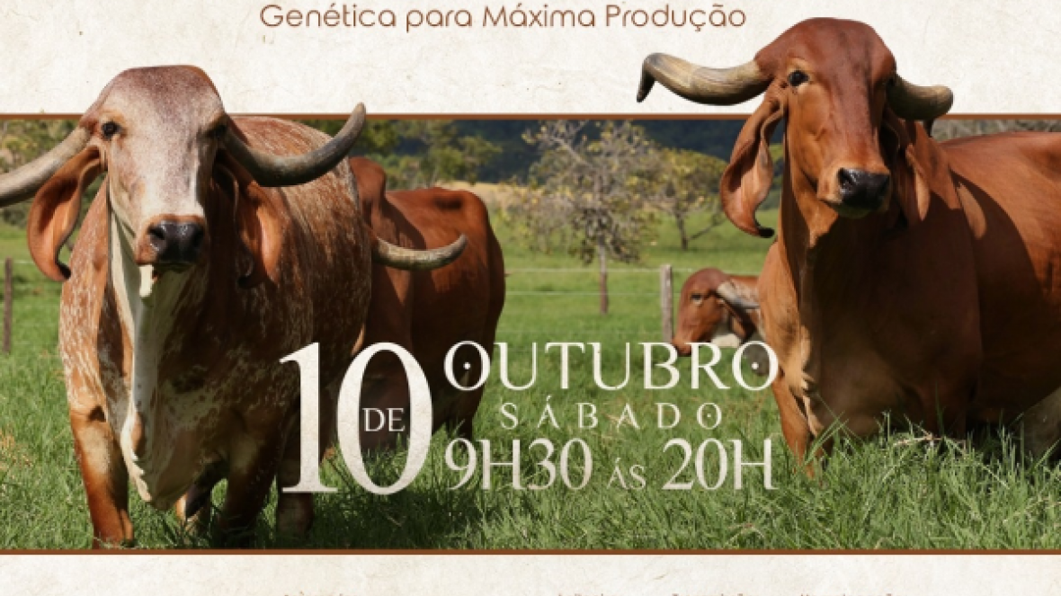 'Mega Leilão Vila Rica' irá ofertar 51 exemplares de GIR no próximo sábado (10)