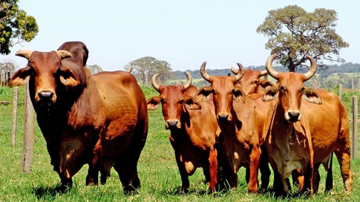 Ciclo de palestras FAZU/SRU aborda tema Escolha de Reprodutores