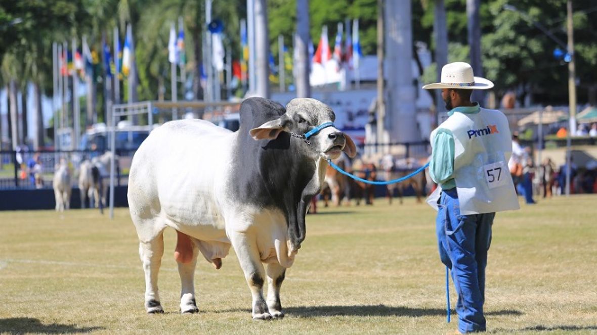 88ª ExpoZebu: Domingo será marcado por início dos julgamentos