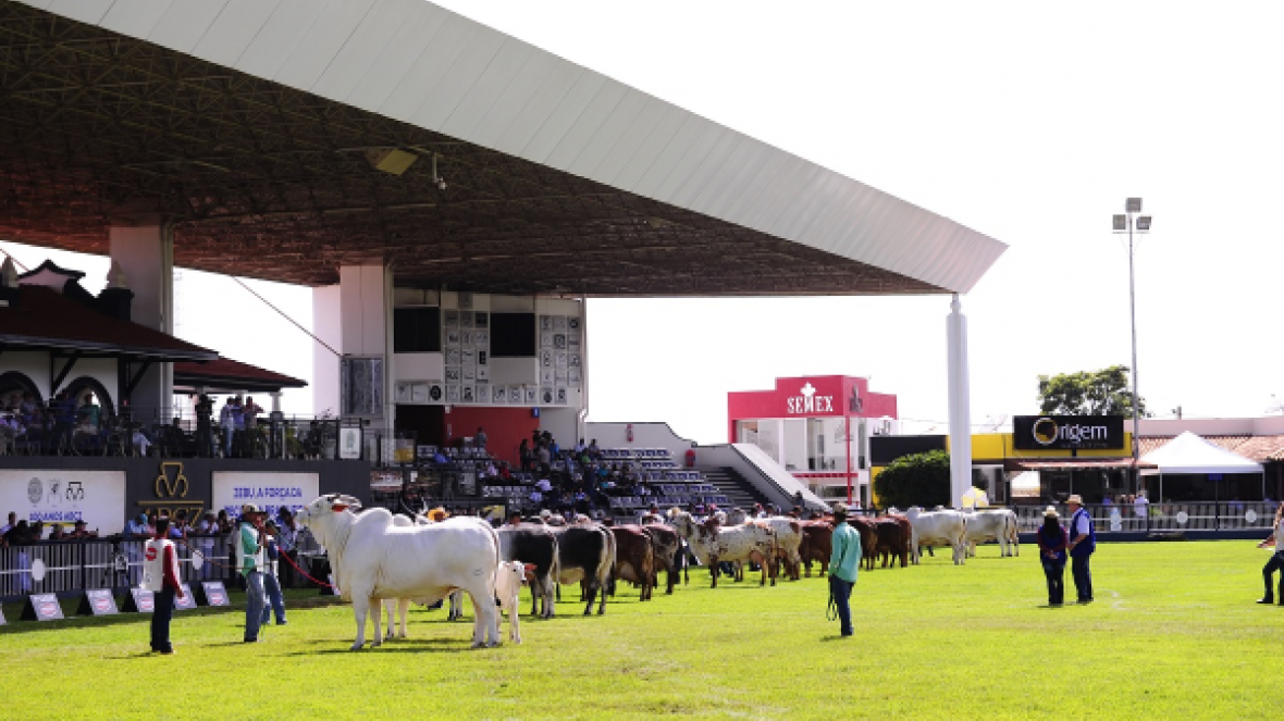ExpoZebu 2019: Concurso Matriz Modelo divulga campeãs