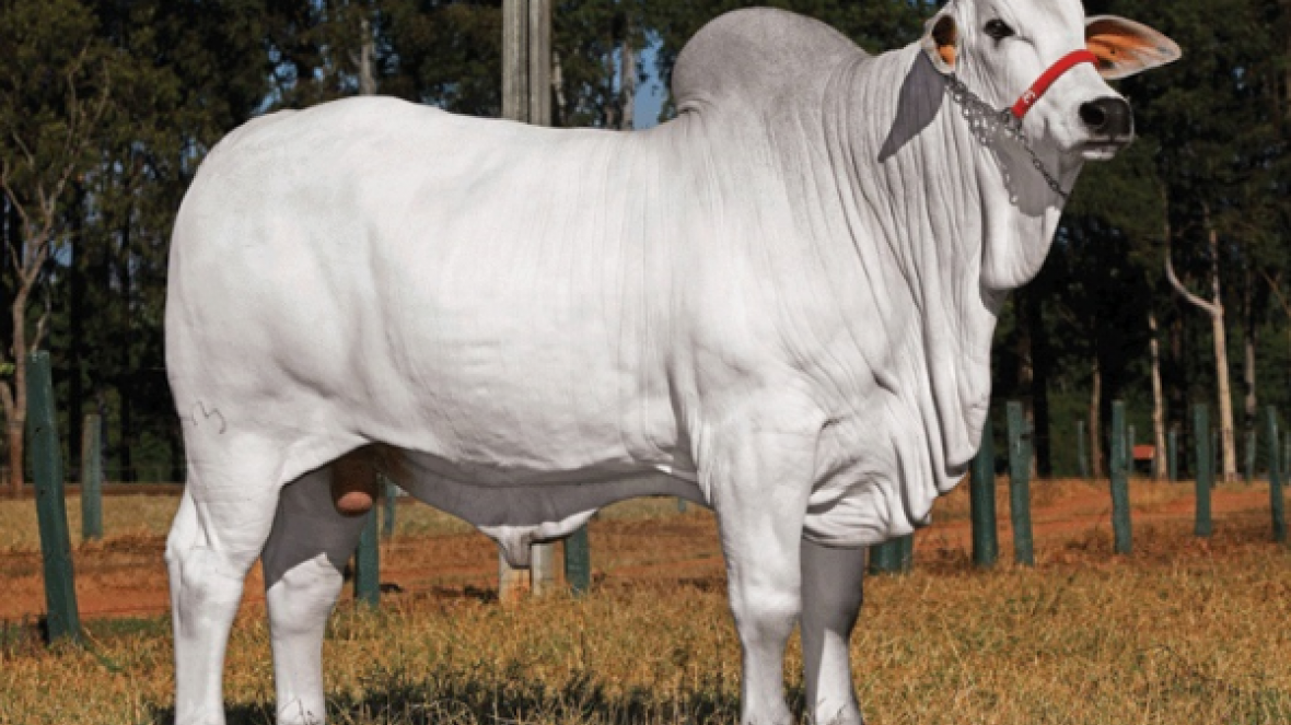 Filho de touro PNAT é Campeão Bezerro na Expoinel 2017