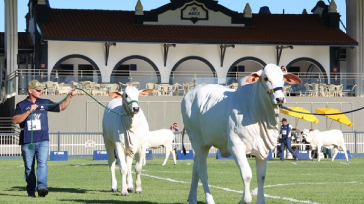 Times de pista são apresentados na Expoinel Minas