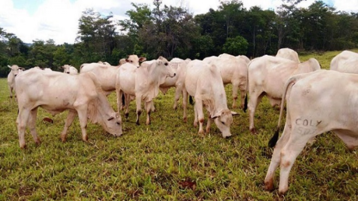 Abertas inscrições para 2ª Prova de ganho em peso a pasto "Amigos do Nelore"