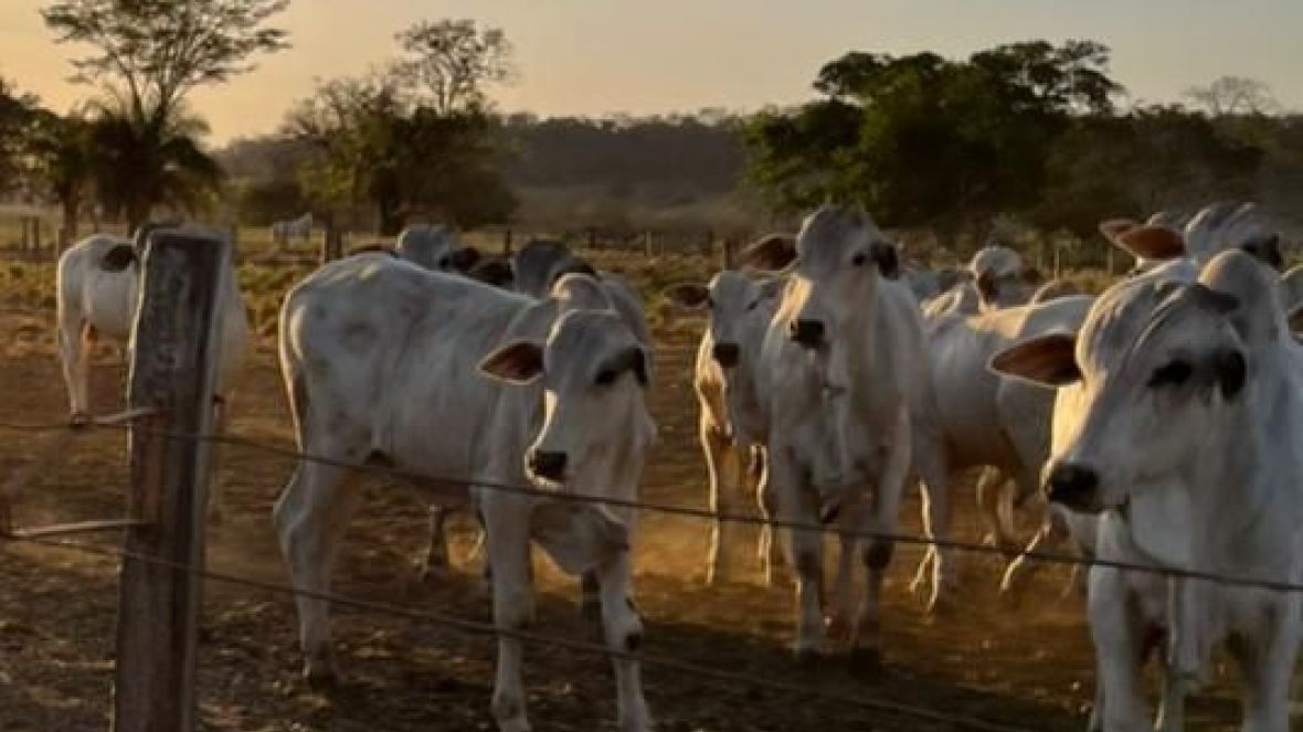 8ª PGP IDC da Criasul é aberta oficialmente em Rondonópolis (MT)