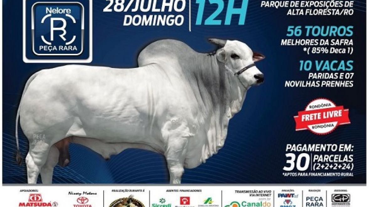 ?2º Leilão de Touros e Novilhas Nelore PO da Peça Rara Agropecuária?, será realizado no domingo (28)