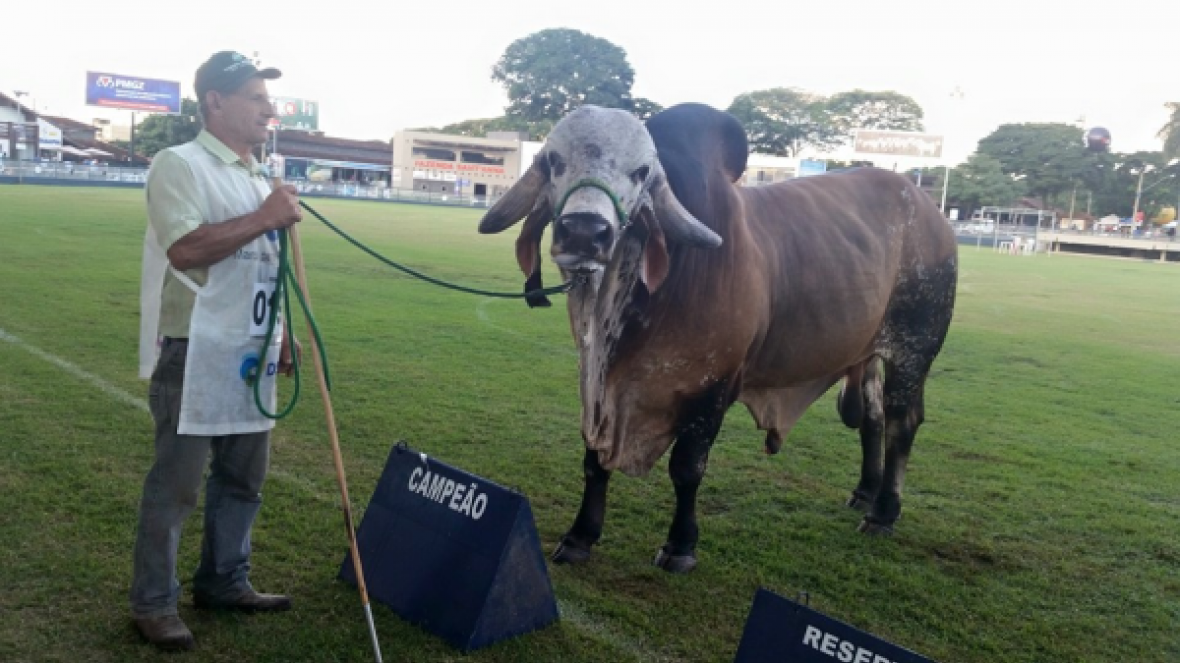 Gir Leiteiro tem o Grande Campeão da 81ª ExpoZebu 