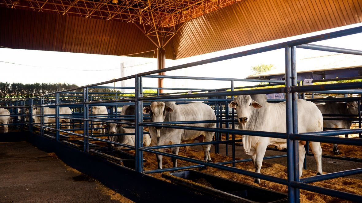 PNAT já tem mais de 10 mil doses solicitadas