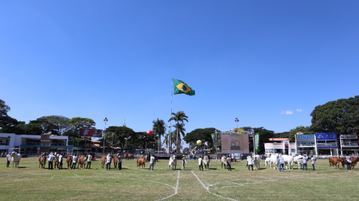 ExpoZebu 2018: Já são conhecidas as campeãs do Campeonato Matriz Modelo