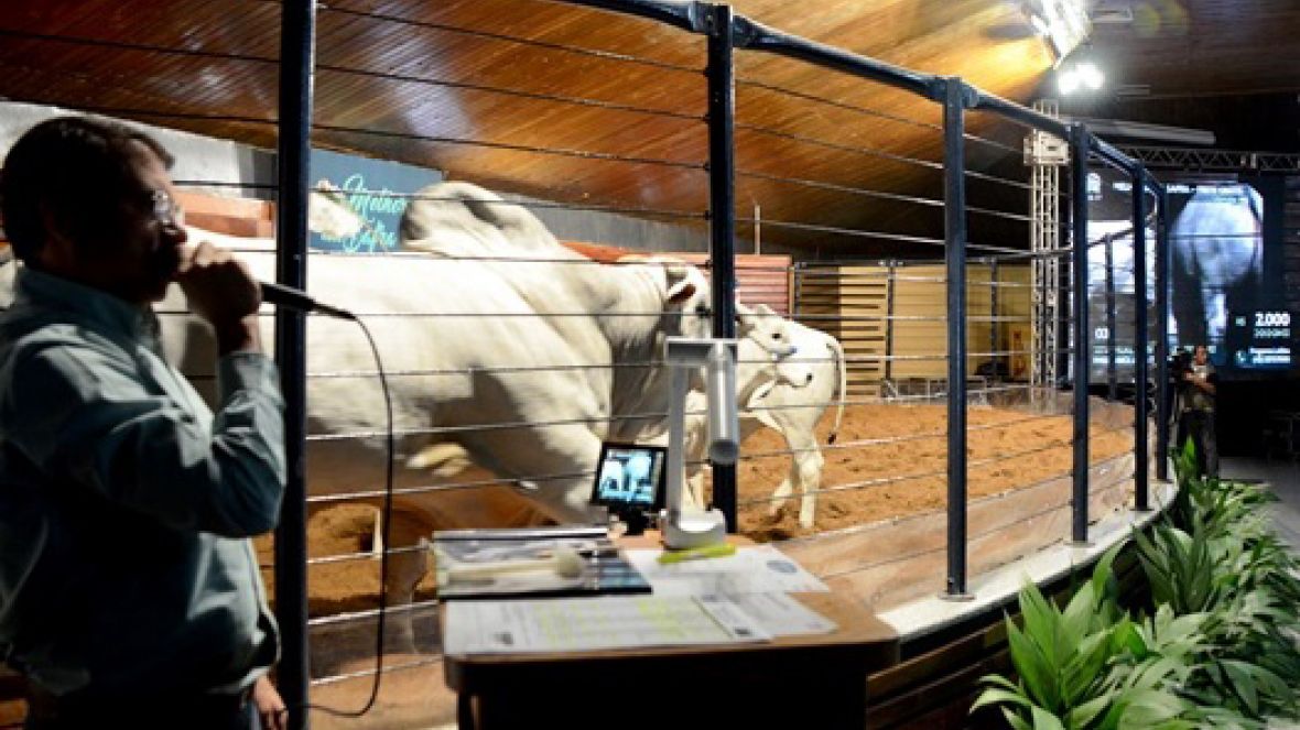 Leilões da ExpoGenética ultrapassam R$7,3 milhões