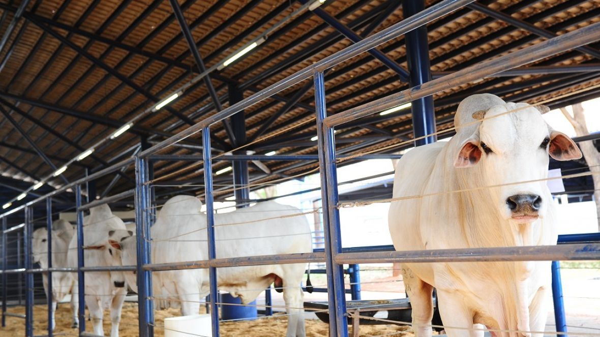 ExpoGenética 2022: Prazo para substituição de animais termina na próxima segunda (08)