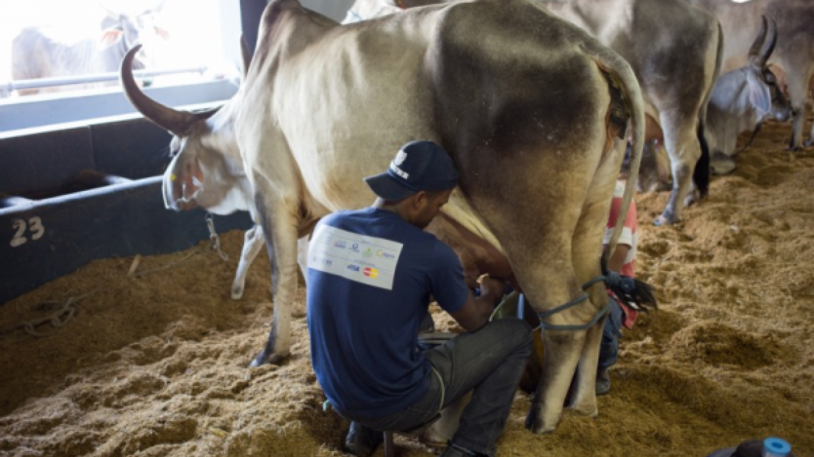 Começa concurso leiteiro de zebuínos na Megaleite 2015