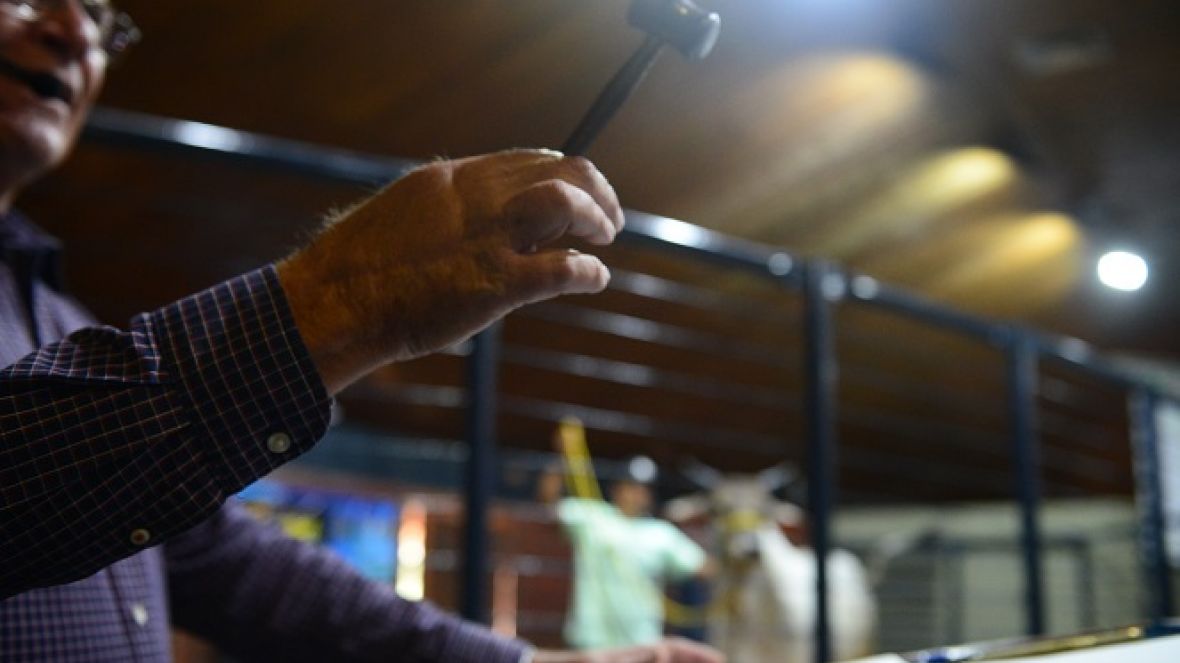 Leilões da 90ª ExpoZebu ultrapassam R$ 66 milhões em vendas