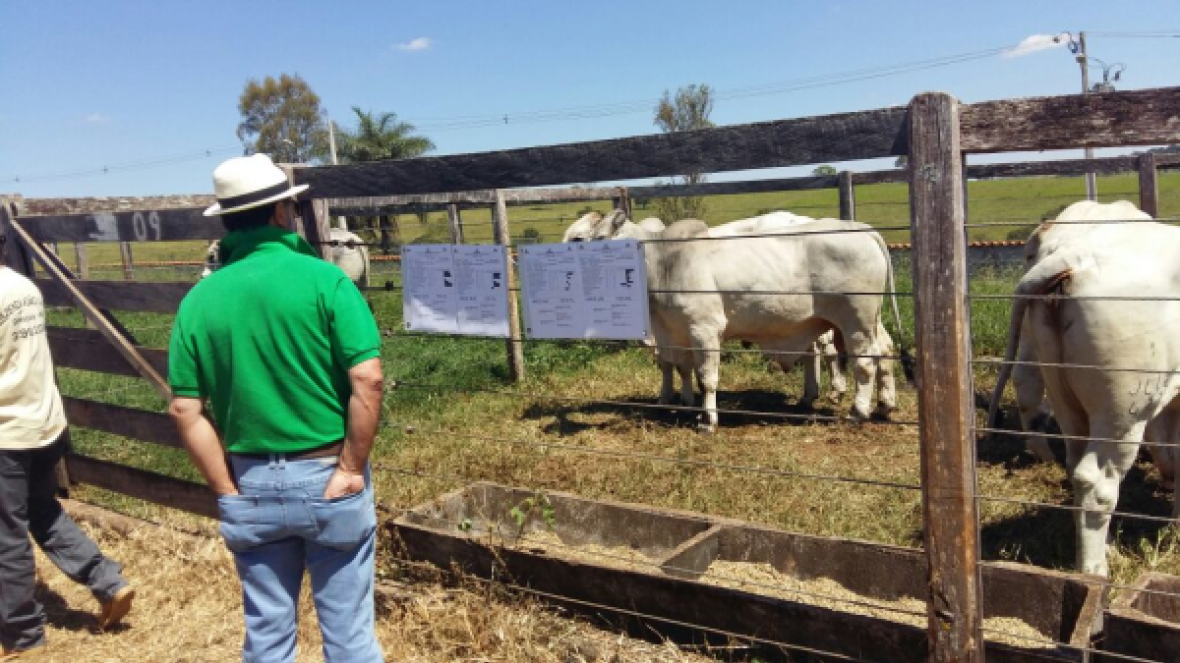 Feira do Pró-Genética em Matutina confirma forte demanda de touros
