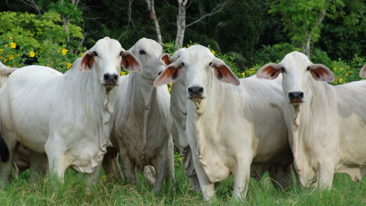 Tabapuã participará da Expocruz na Bolívia