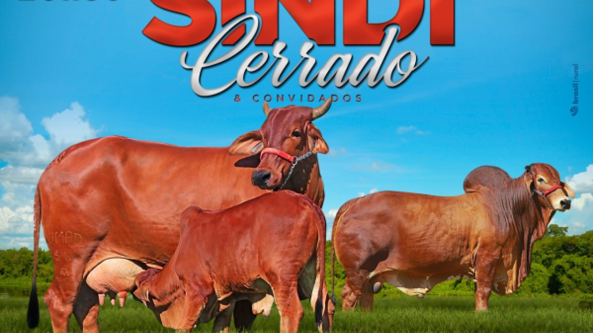 ?1º Leilão Sindi Cerrado & convidados? será realizado no próximo dia 24