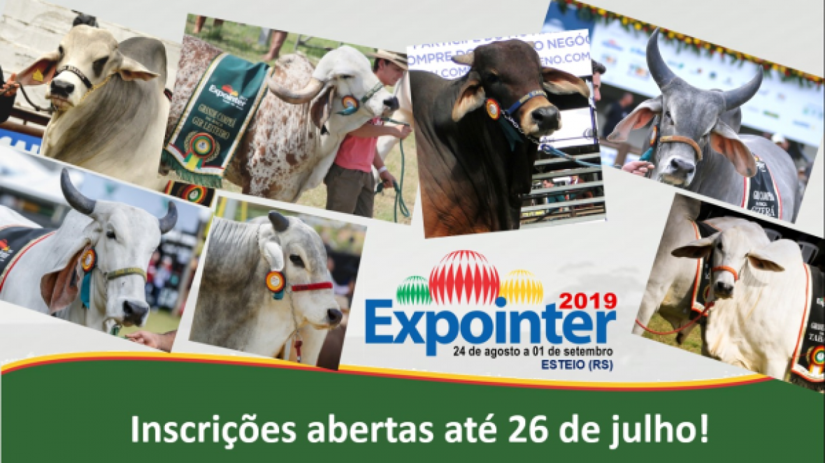 Expointer abre inscrições para zebuínos
