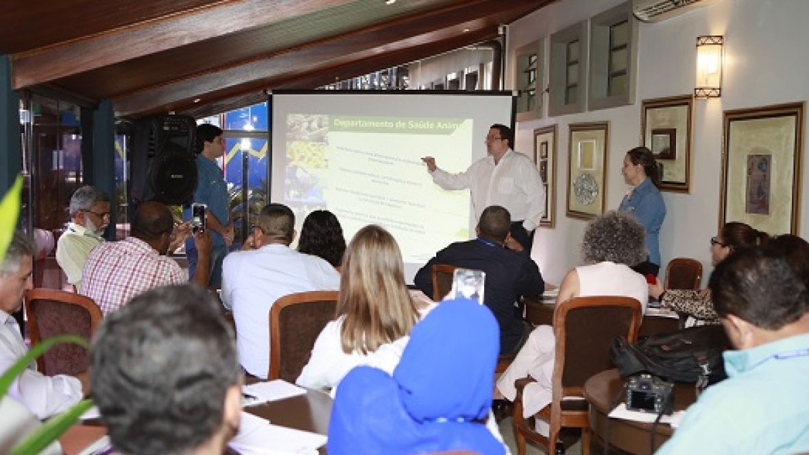 Brasil firma protocolo sanitário que permite a exportação de animais vivos para a Índia 