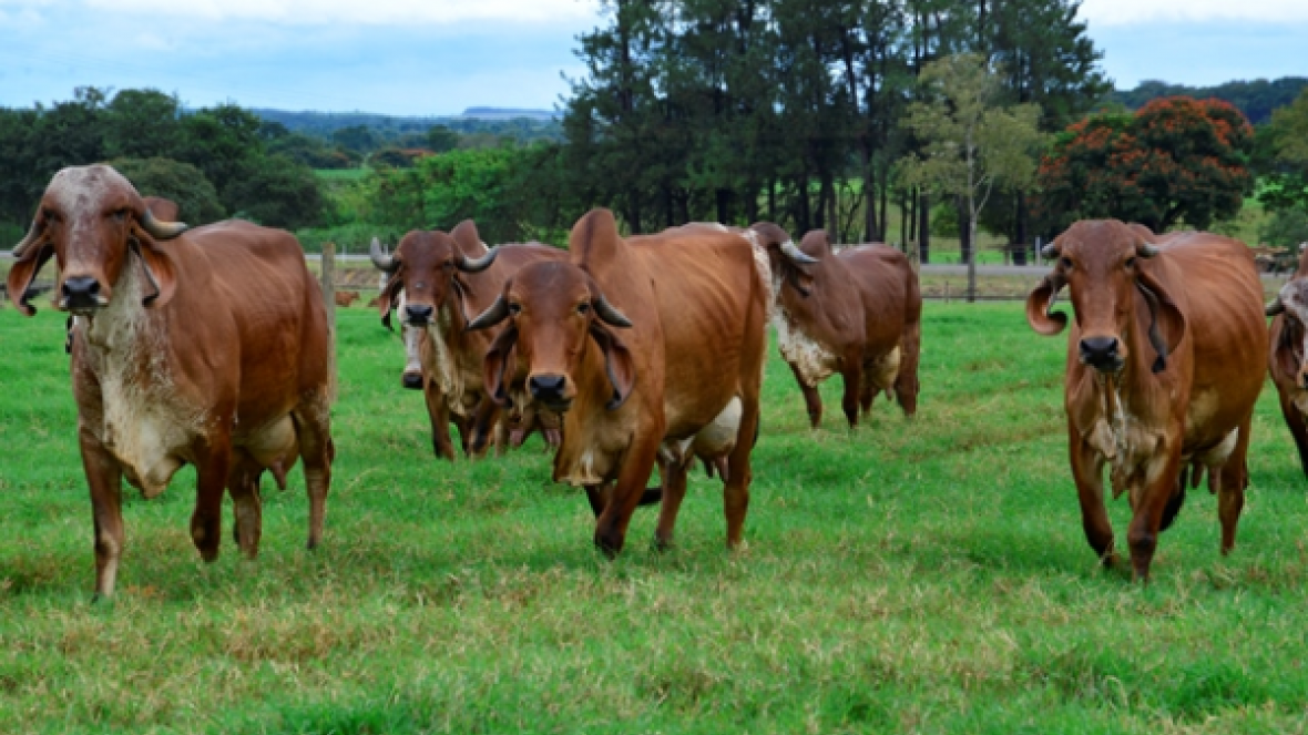 Congresso Capixaba de Pecuária Bovina termina hoje 