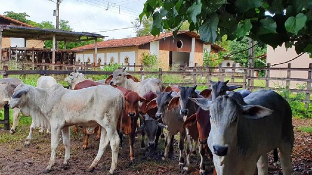 Começa 6ª Prova coletiva de Ganho em Peso da ANORC