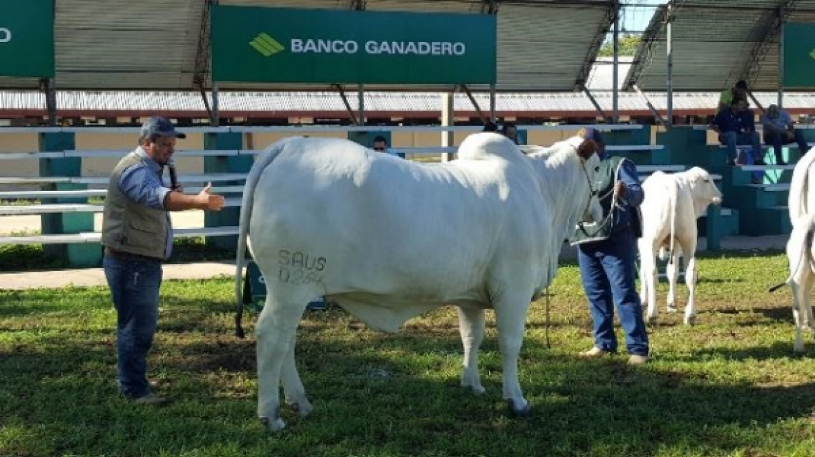 Pistas da Bolívia reconhecem qualidade de jurados da ABCZ 