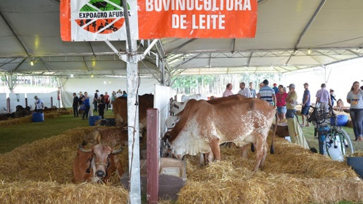 Gir Leiteiro e Indubrasil participam da ExpoAgro Afubra no RS