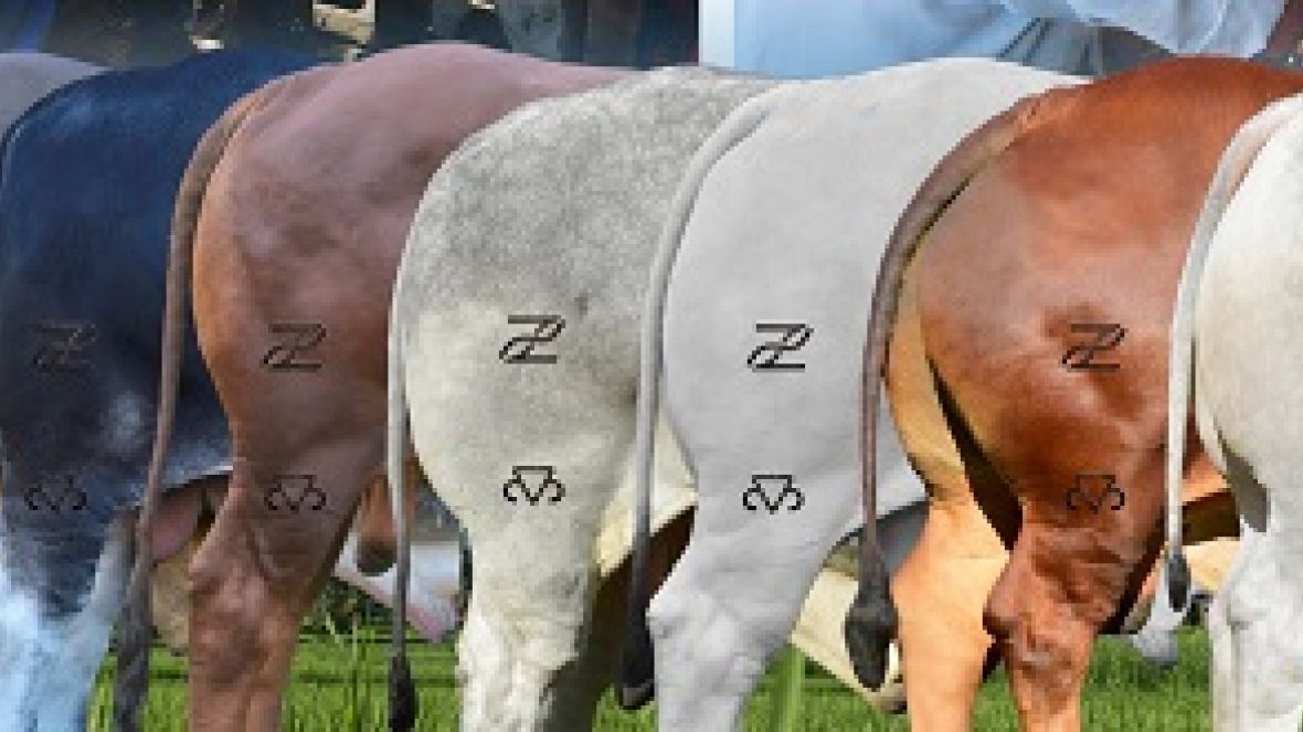 Marca do PMGZ atrai atenção dos criadores por todo o país  