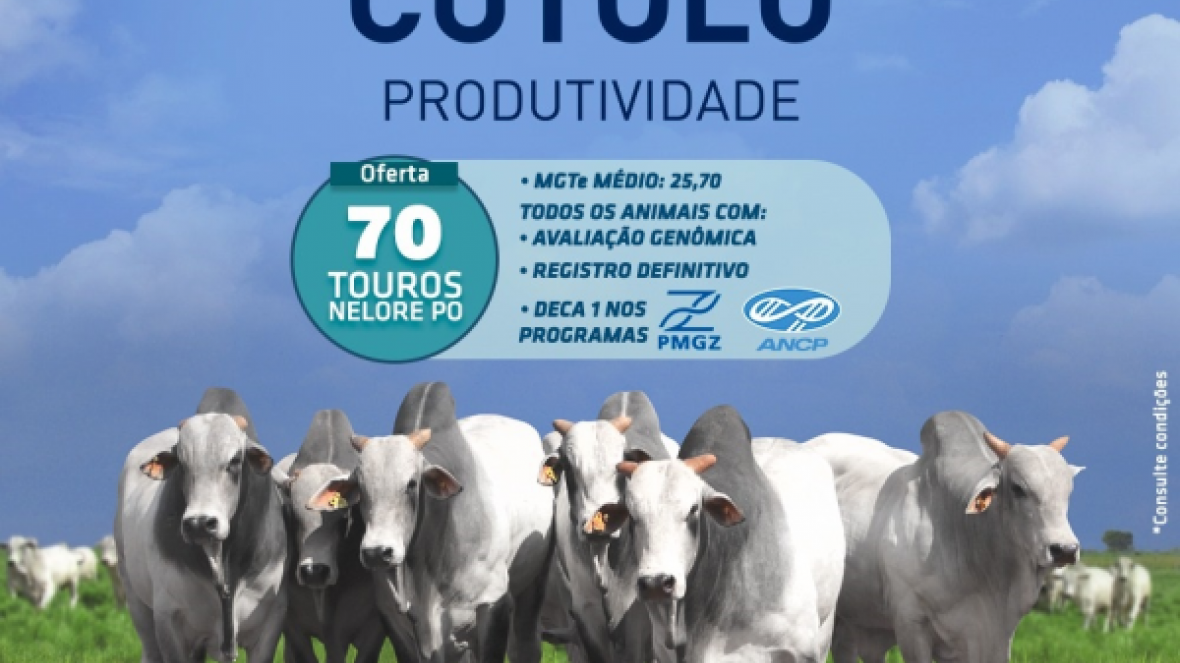 ?1º Leilão Agropecuária Cutolo? vai ofertar cerca de 70 touros Nelore