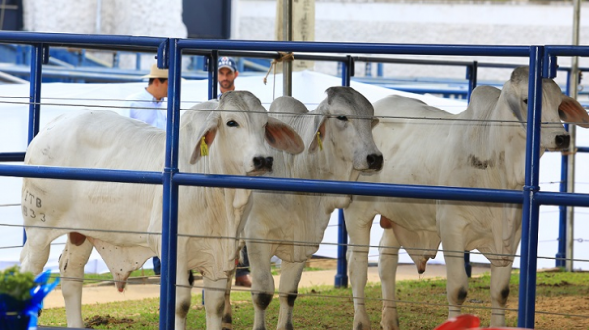 ExpoZebu terá nova modalidade de julgamento