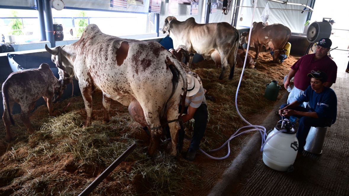 88ª ExpoZebu: Inscrições para 43º Concurso Leiteiro começaram hoje (6)