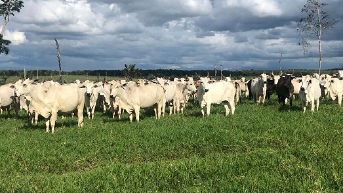 Representantes da ABCZ visitam fazendas no sul do estado de Rondônia