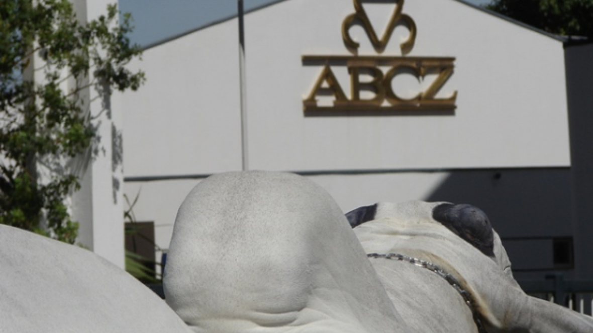 Expoinel Minas abre calendário do zebu em 2015