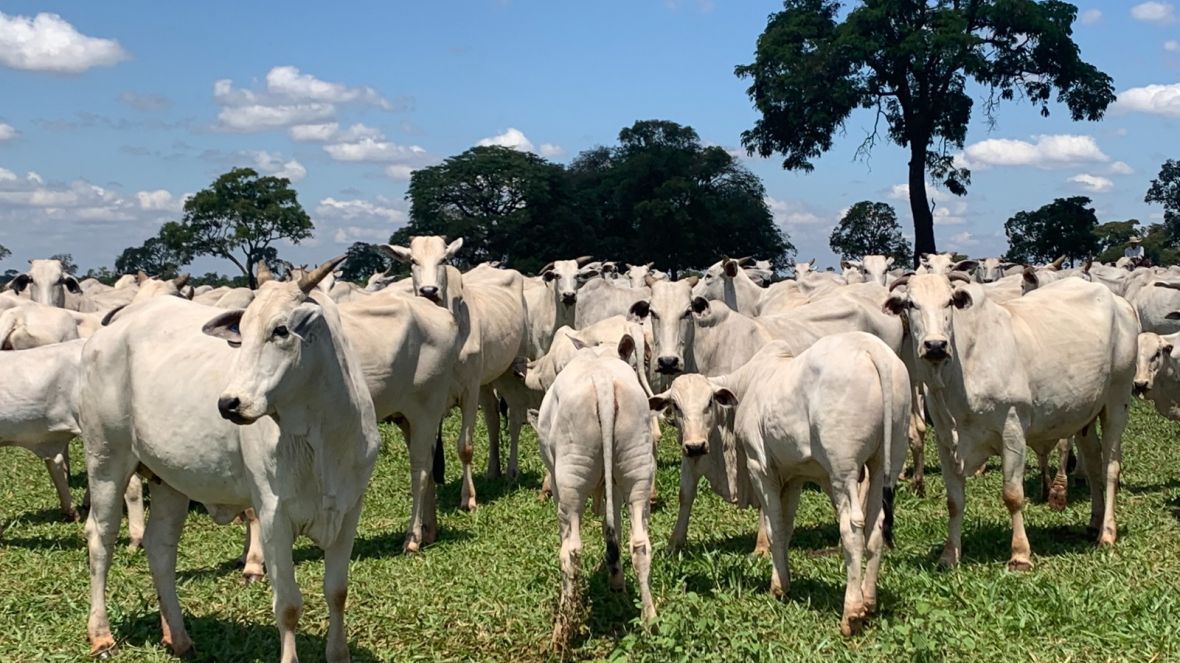 ABCZ publica atualização das avaliações do PMGZ Corte – AG 2025-1