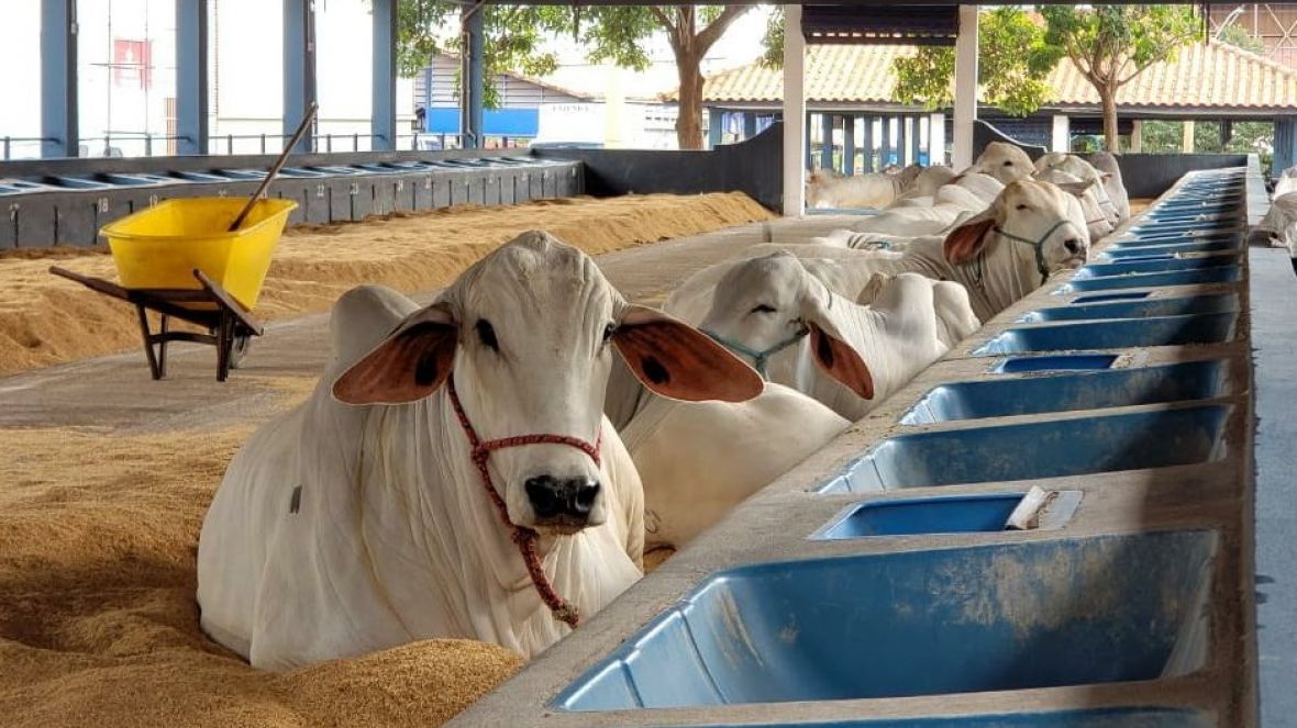 Primeiros animais começam a chegar para ExpoZebu 2022