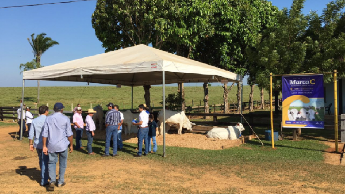 Fazenda Recreio enfoca melhoramento genético em Dia de Campo e prepara leilão homologado pelo PMGZ
