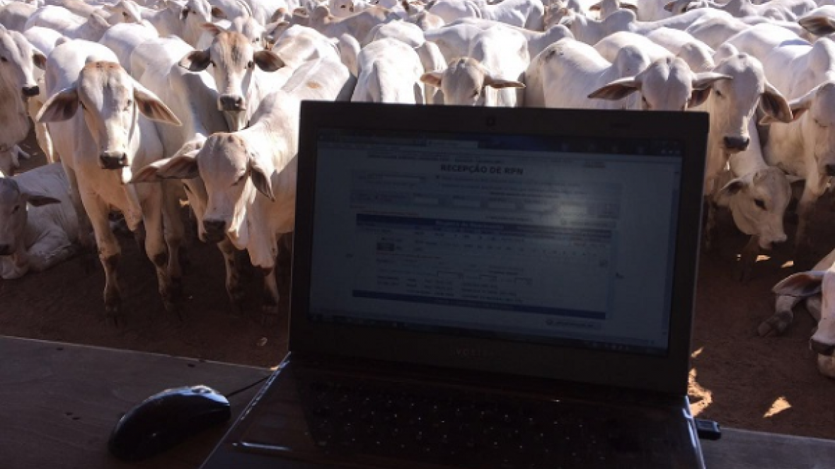 PGP avalia 300 animais de um mesmo criatório em sistema de confinamento