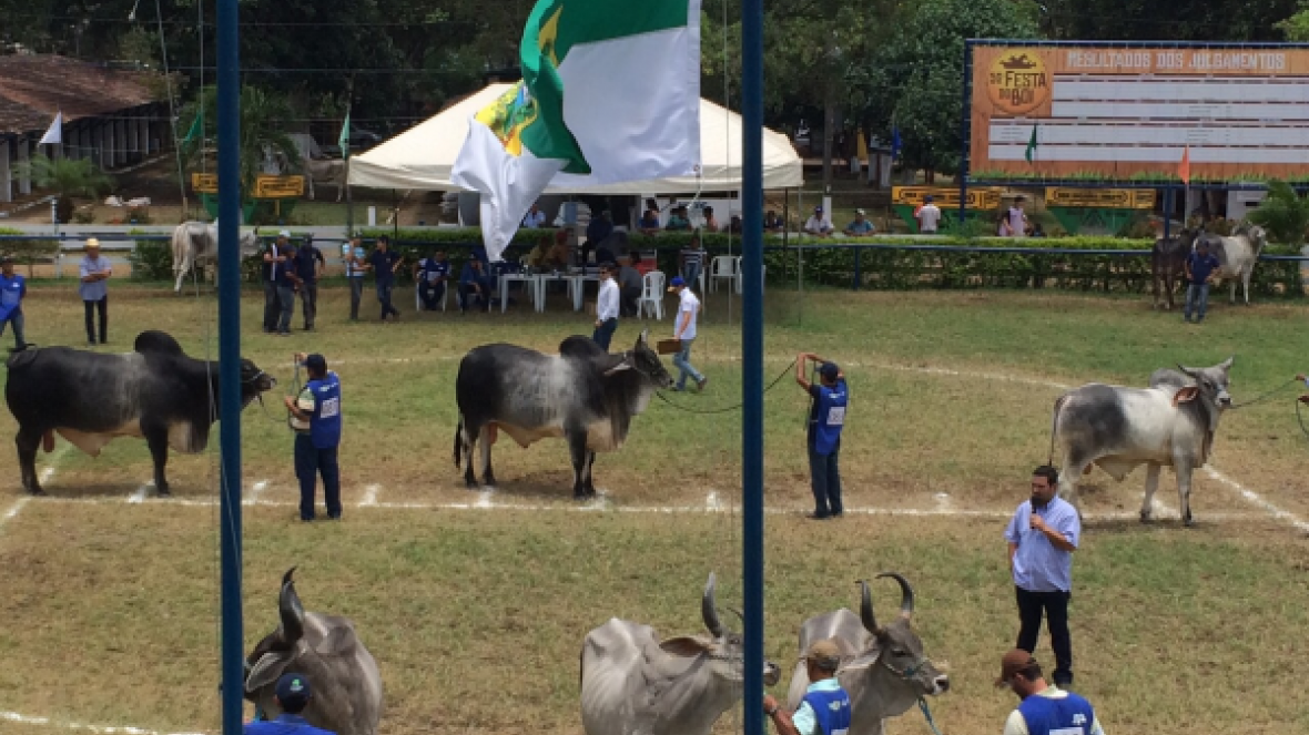 Festa do Boi é ponto de encontro do Guzerá