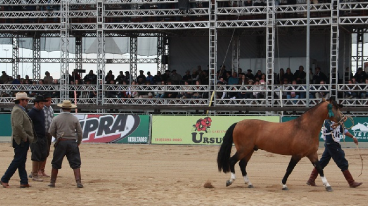 Pista da ExpoZebu terá cavalos da raça Crioulo no próximo ano