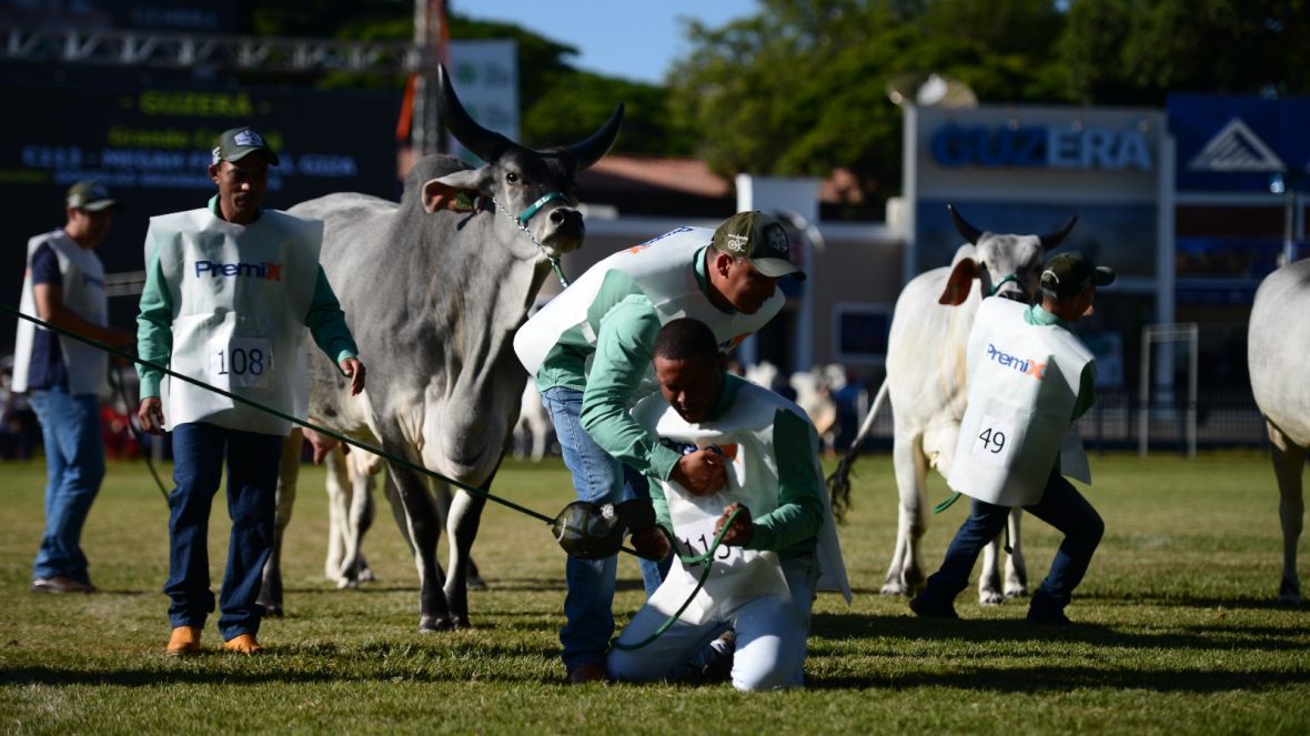 Grandes campeões da 88ª ExpoZebu são anunciados no Parque Fernando Costa