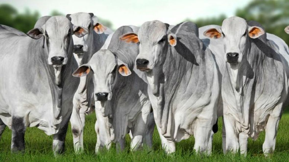Genética de excelência será destaque no 1º Leilão Nelore Tocantins durante a 50ª Expo Gurupi