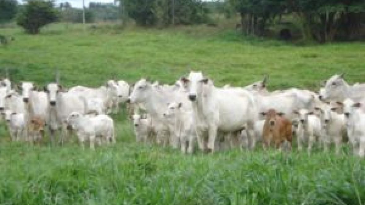 1 MILHÃO para o PMGZ 