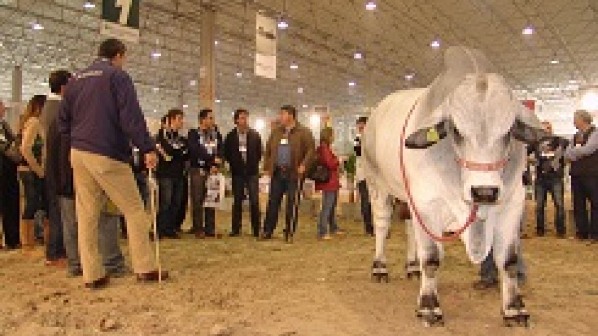 Do Sul ao Sudeste, interesse pela morfologia zebuína demanda cursos da ABCZ