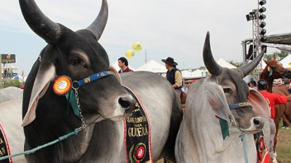 Criadores de zebu protestam contra líder classista do Rio Grande do Sul