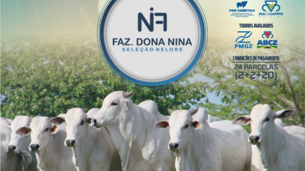 ?Feira de Touros Dona Nina? irá ofertar 50 touros Nelore PO no sábado (10)