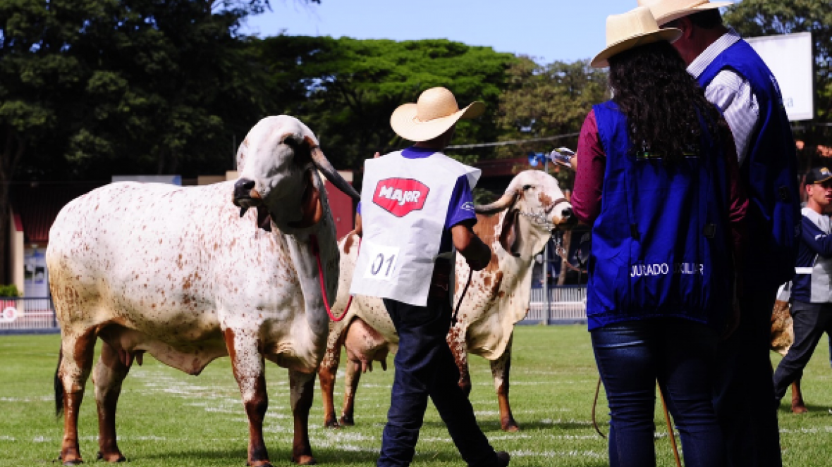 ExpoZebu 2021: prazo de inscrição com direito a indicação de jurados termina no próximo dia 5